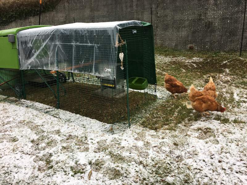 two orange chickens next to a large green cube chicken coop with a run and covers over the top