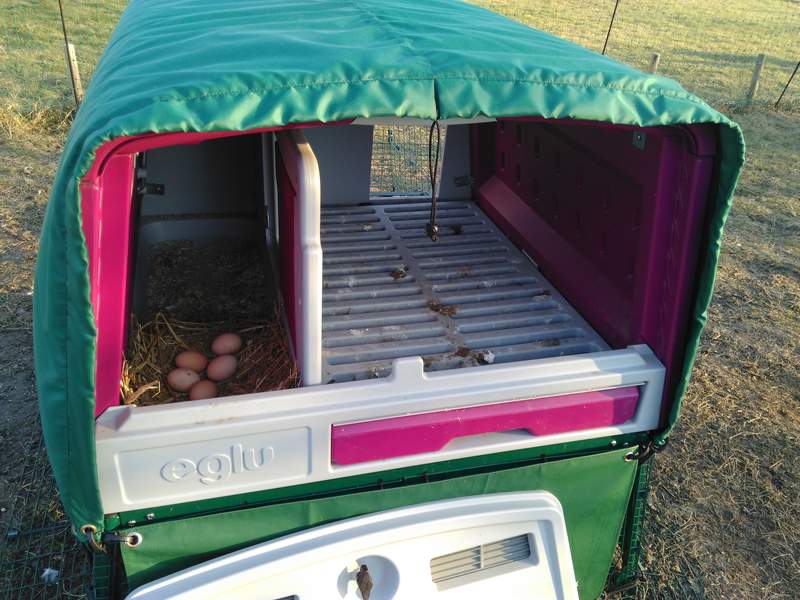 Adgang til æg og redekasse ved hjælp af varmetæppe