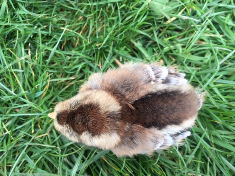 a baby chick on a lawn with brown feathers