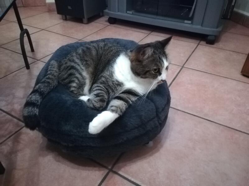 A cat relaxing in a grey donut shaped bed