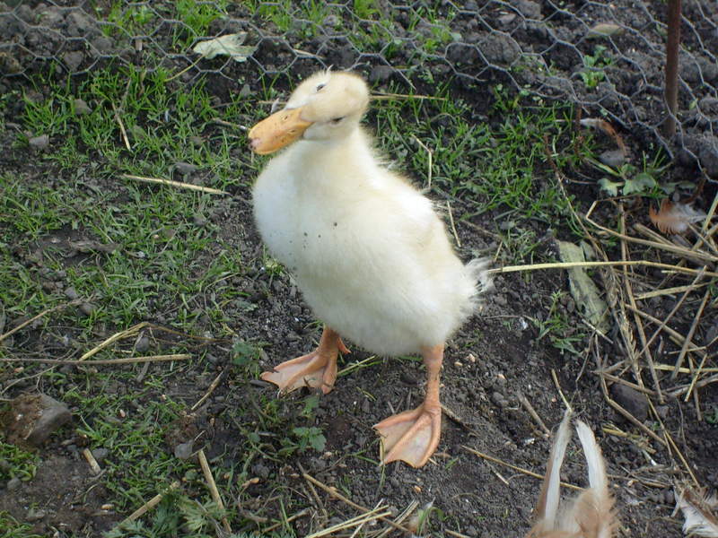 Duck in garden