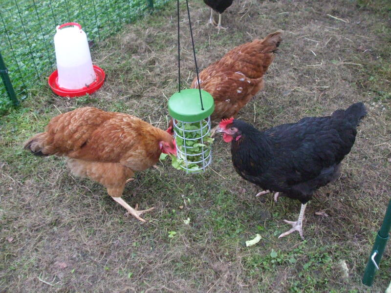 Three chickens pecking some vegetables from their treat holder