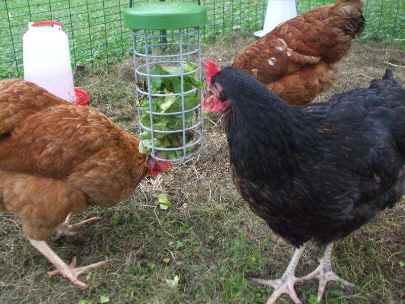Trzy kurczaki jedzące zieleninę z pojemnika na smakołyki