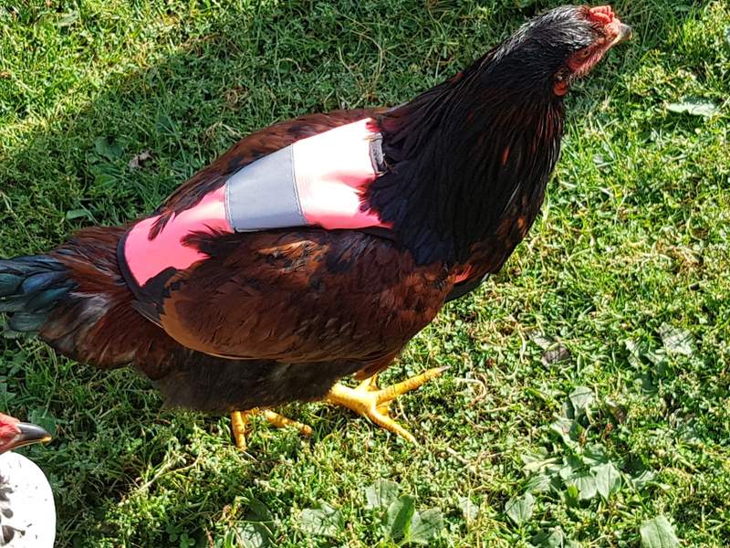 Kyckling med rosa Omlet hivis kycklingjacka