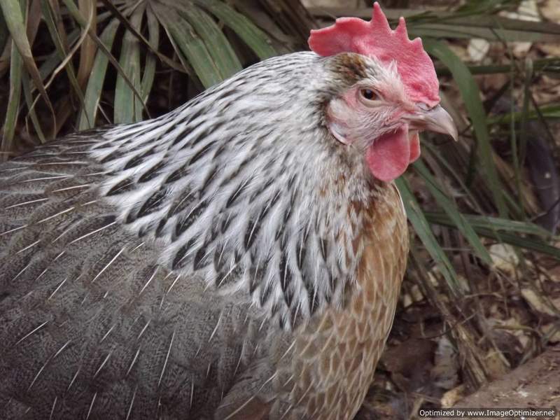 Silver Dorking Chicken