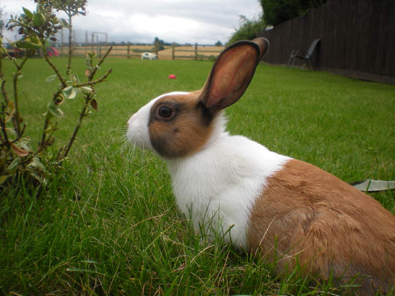 A white and brown dutch bunny rabbit on a lawn
