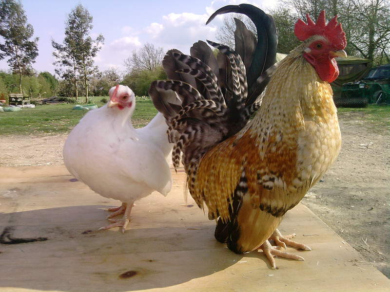 Dutch Bantam Chickens