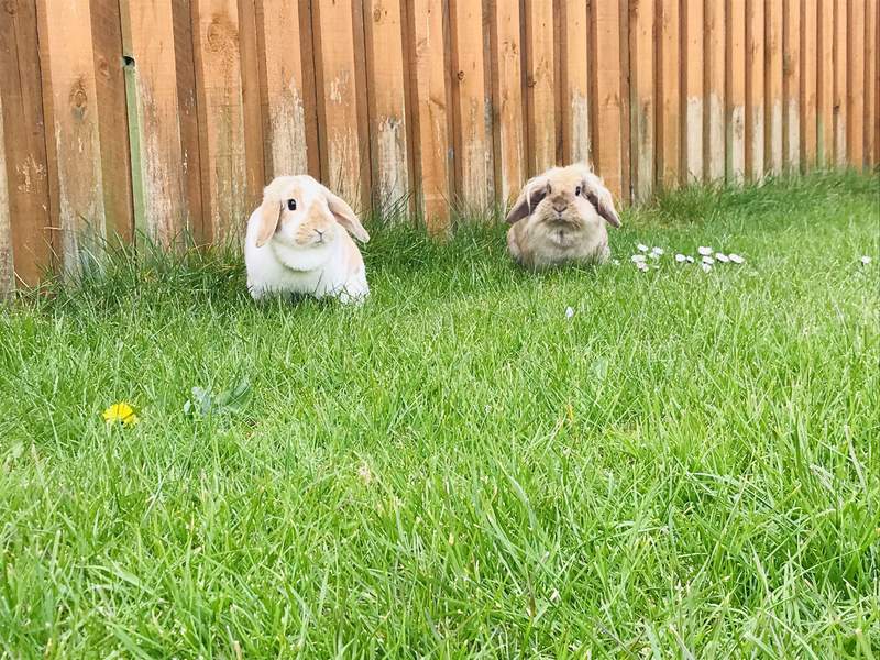 Two Rabbits in garden