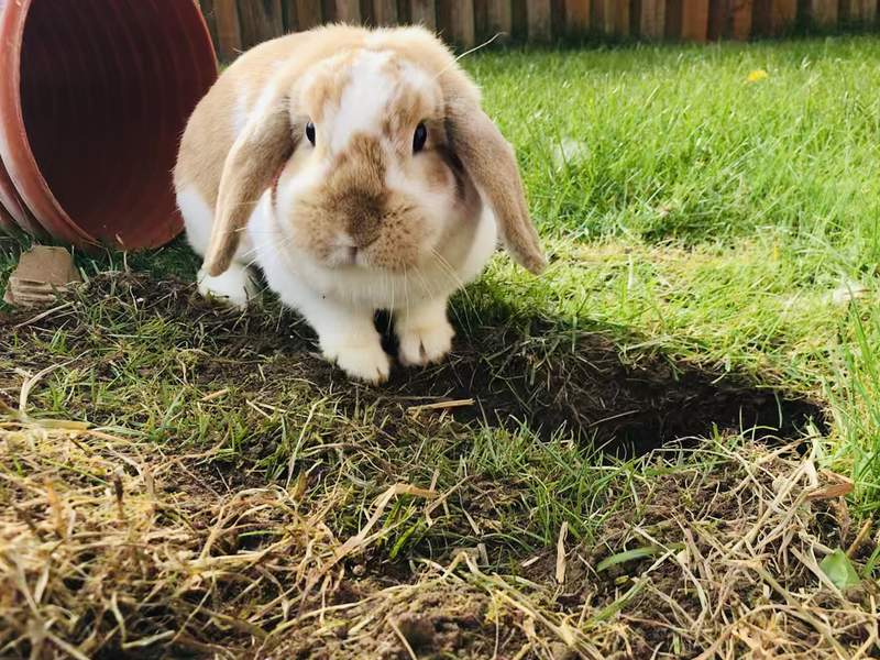 Dwarf Lop Rabbit digging in the garden
