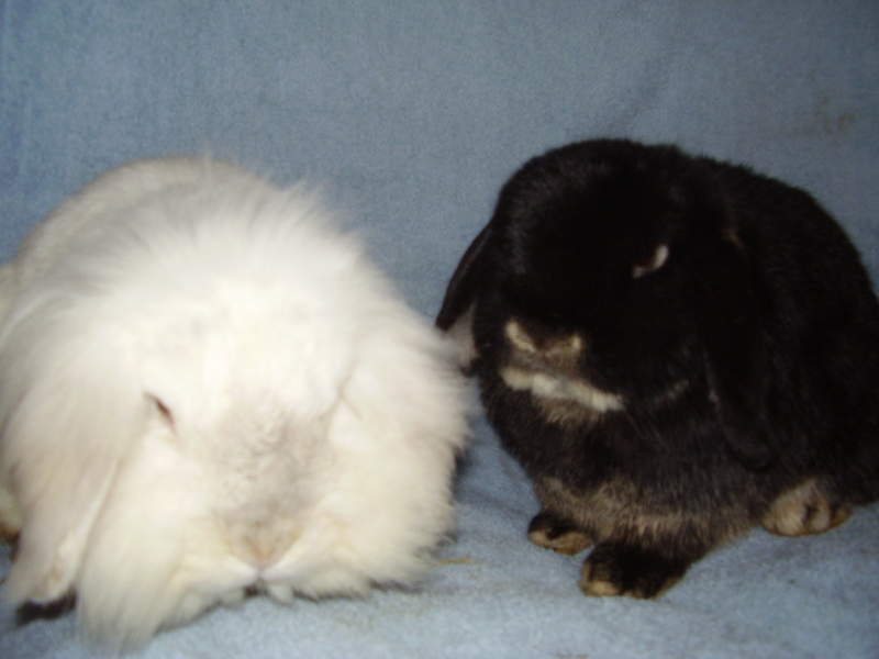 Dwarf Lop Rabbits