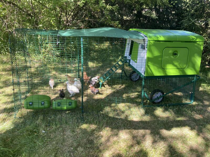 Some chickens in their run connected to a green chicken coop