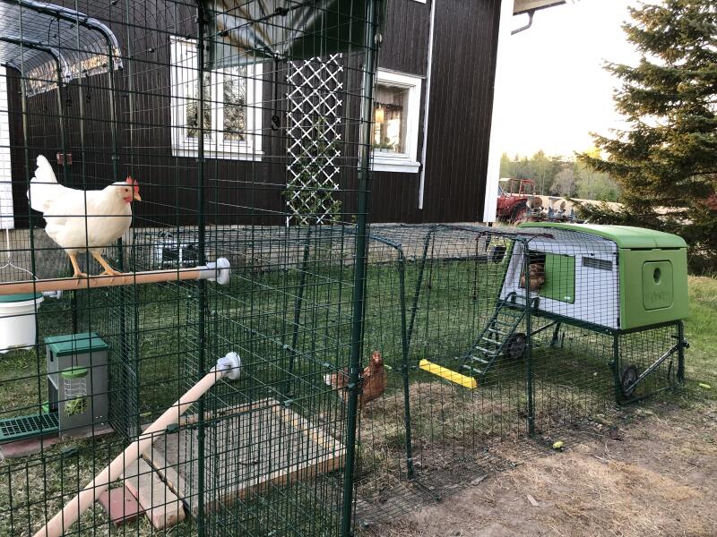 A green chicken coop with run connected to a walk-in run