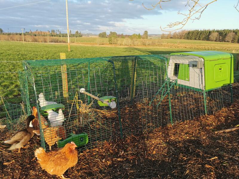 Kyllinger i et grønt hus med 3m løp