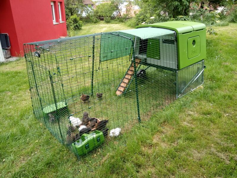 Chickens and their green chicken coop and run