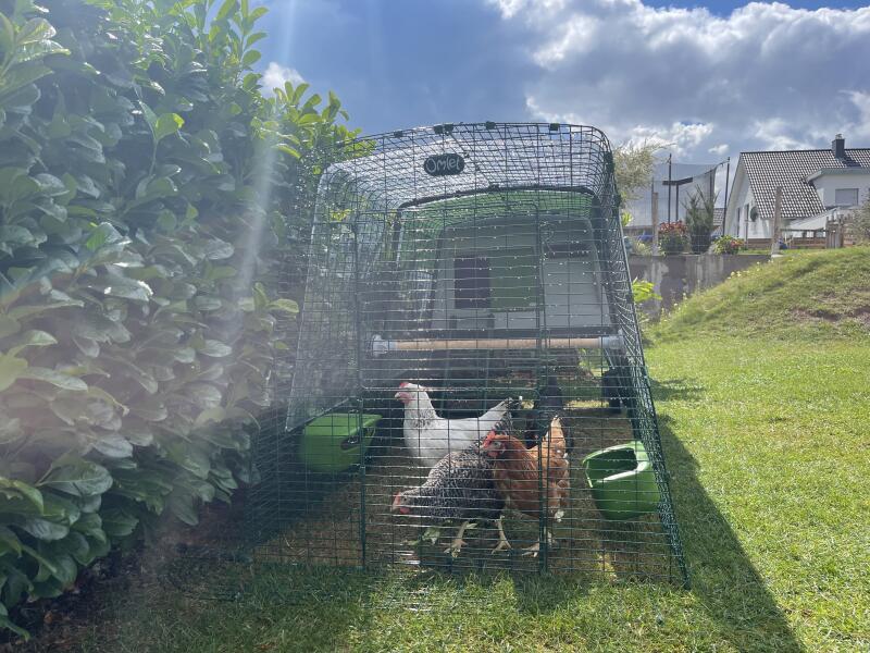 Some chickens enjoying the sun from their run