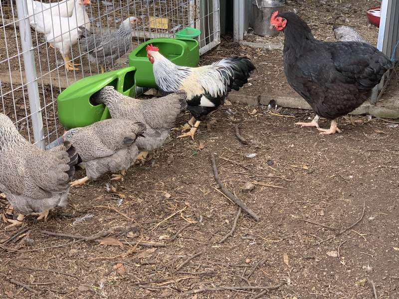 Un sacco di polli in un giardino che mangiano dalle mangiatoie