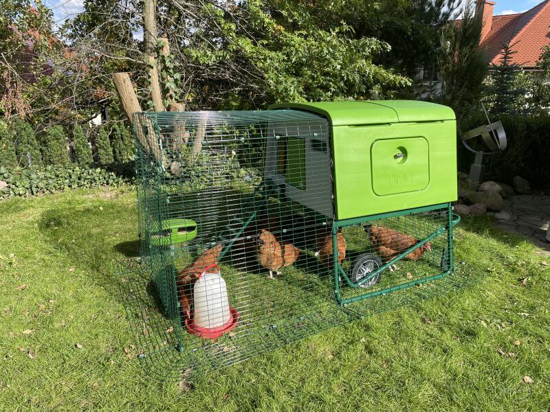 Fyra kycklingar som hackar gräs i sin gröna bur.