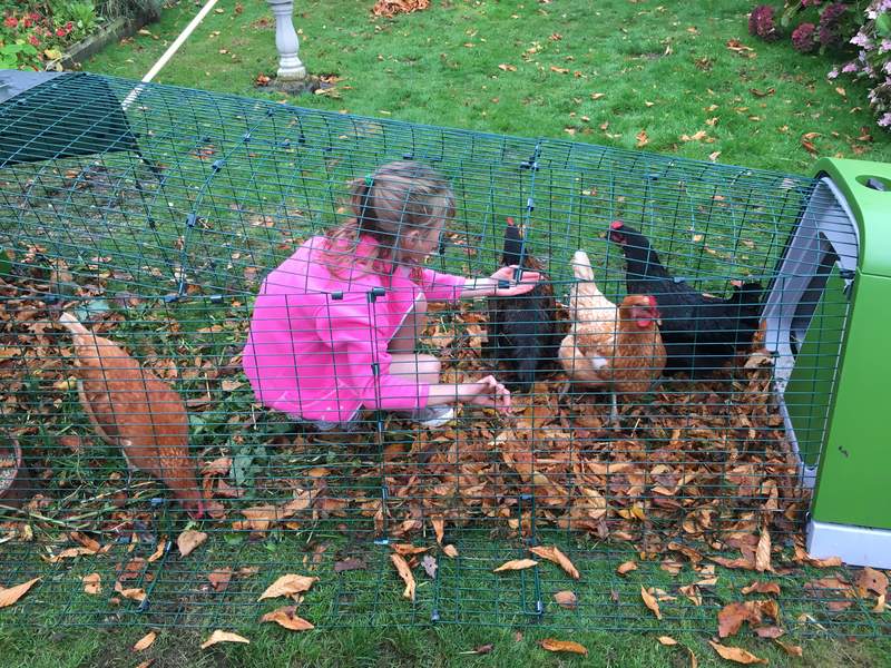 Una niña alimentando a sus gallinas dentro de un corral