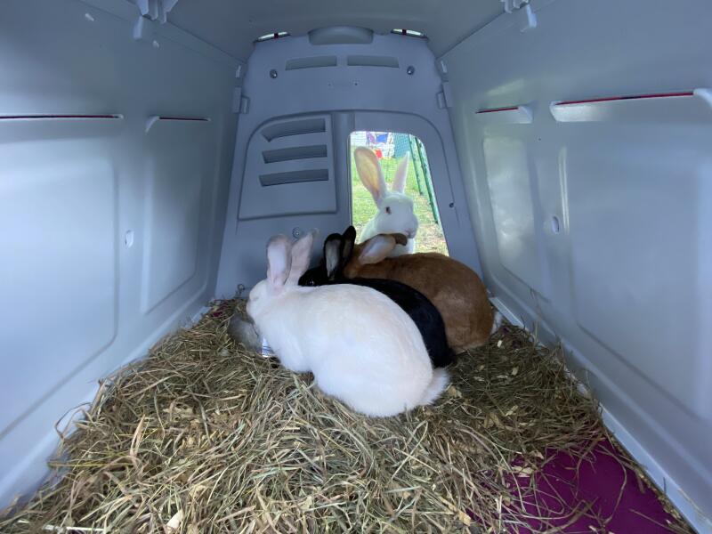 Three rabbits eating inside their hutch, another one observing from the outside