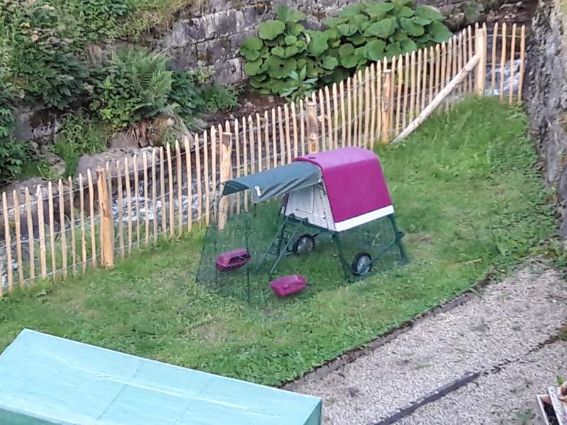 A purple Go up chicken coop with a run attached and covers over the top in a garden