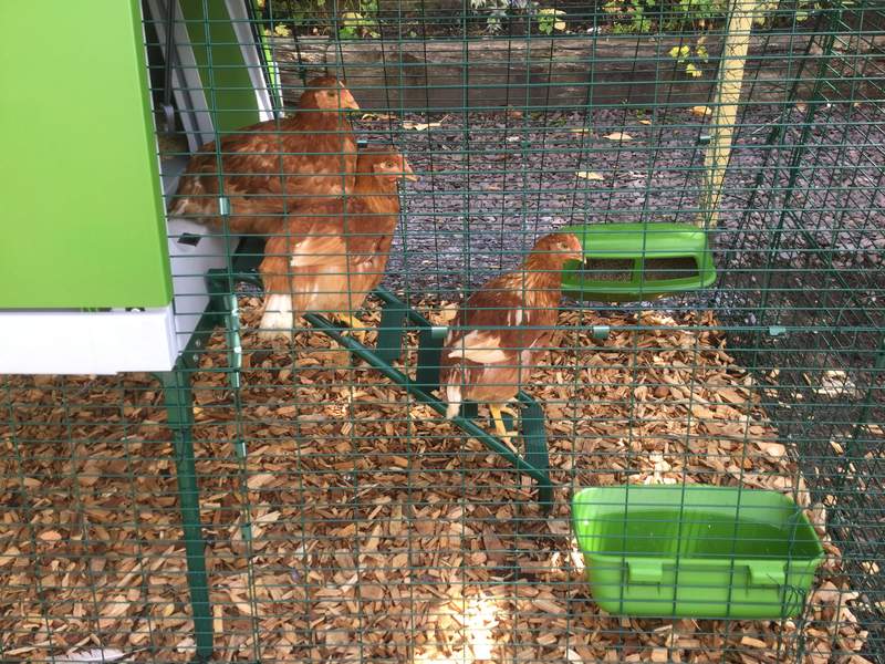 Three chickens Going down the ladder of their coop