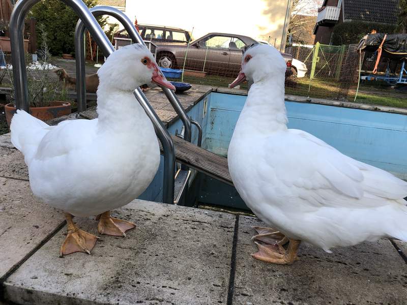 two white ducks stood by a swimming pool