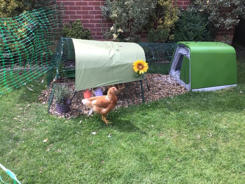 A green coop with a run covered by a shade