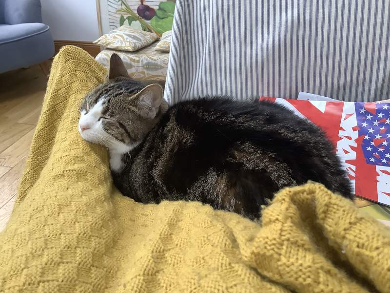European shorthair cat sleeping on someone's legs under a blanket