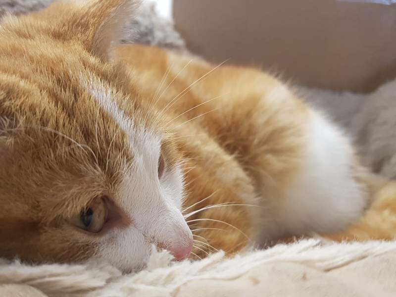 an orange and white European shorthair cat lying on a sofa