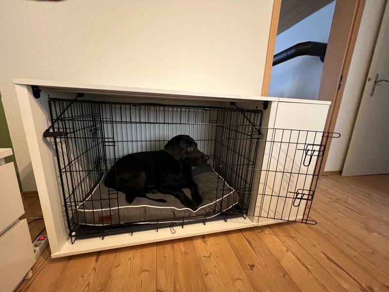 A puppy inside his crate