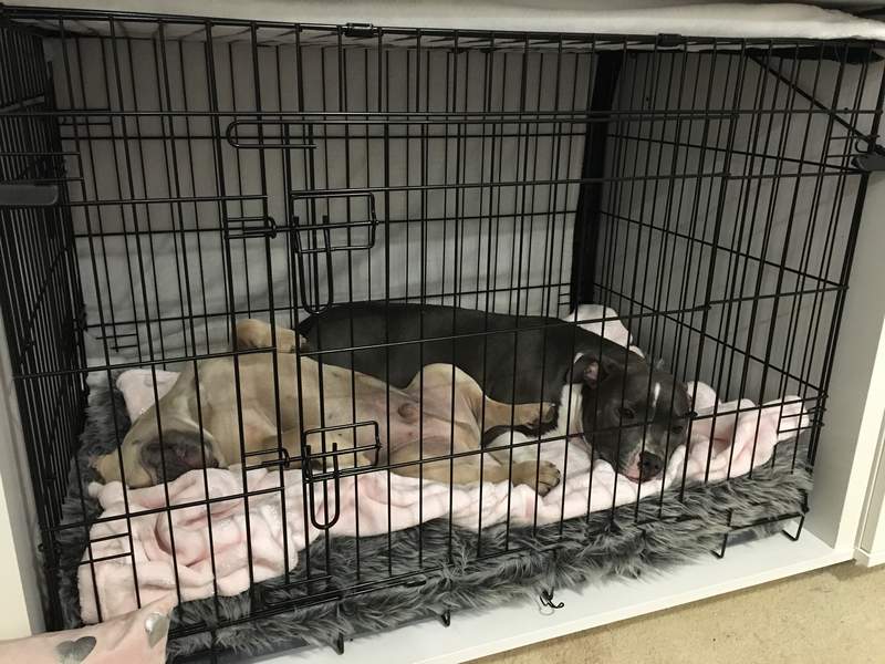 To hunde sovende i en Fido Studio meduim størrelse 36
