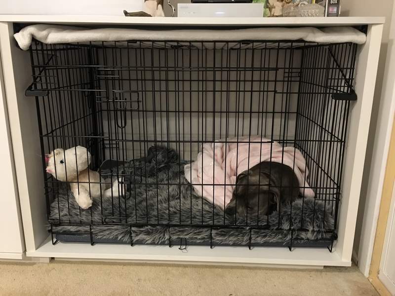 Een zwarte hond slapend in een medium Fido Studio onder een roze deken