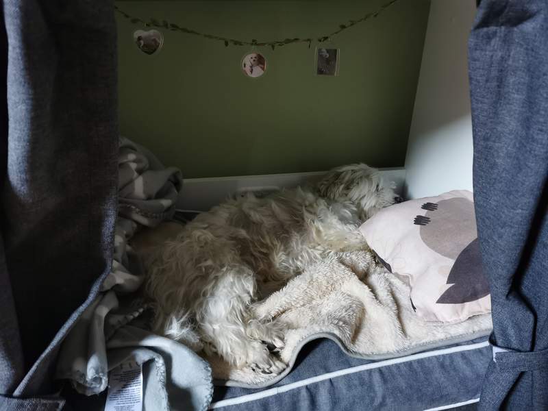 Perro durmiendo en Fido Studio muebles para cajas de perro