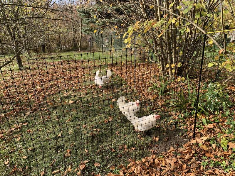 A few chickens pecking the ground in search for seeds, behind their chicken fencing