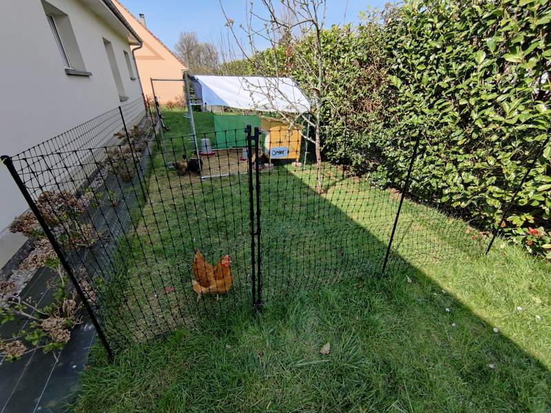 Chicken fencing in a garden, surrounding a coop and some chickens