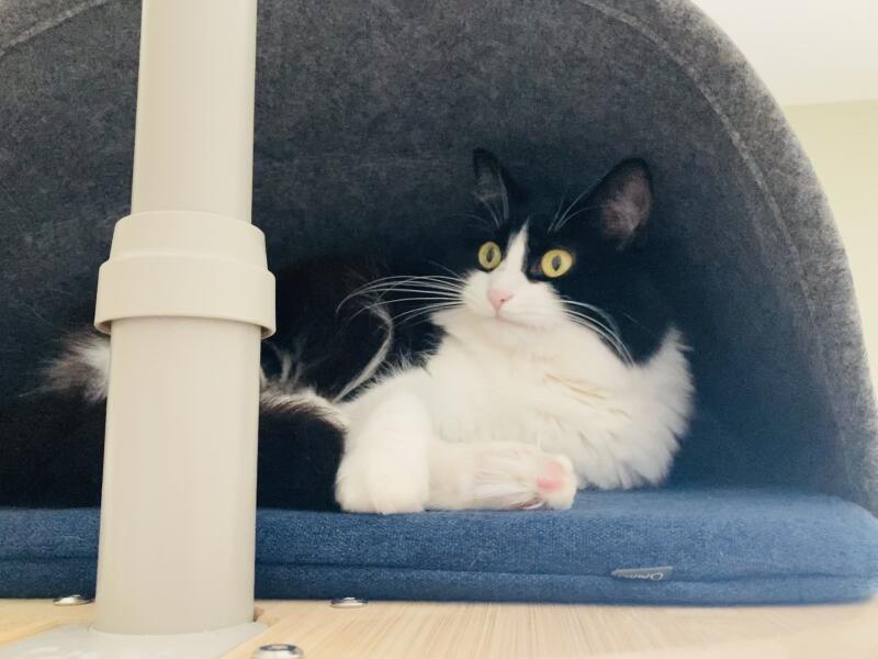 Minky relaxing in her new den