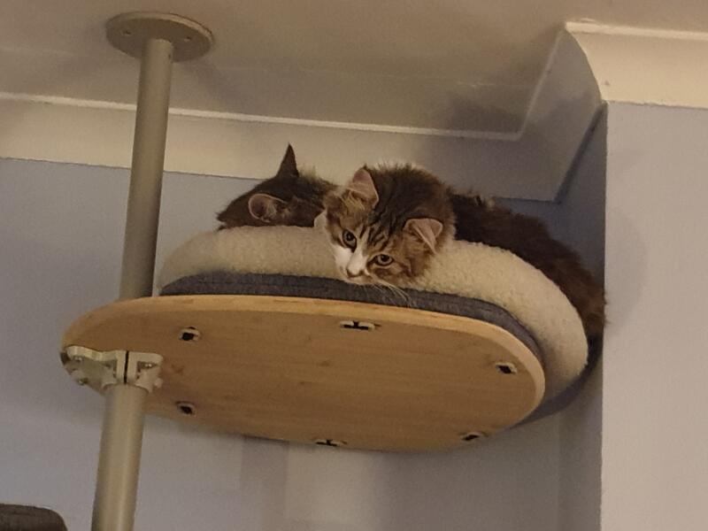 Zwei katzen auf ihrem kratzbaum