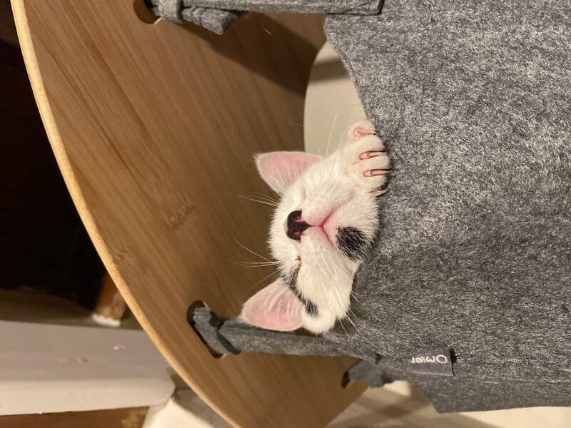 A cat resting in the hammock of his indoor cat tree