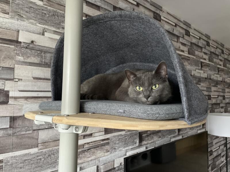 A grey cat hiding in his cave, perched on his indoor cat tree