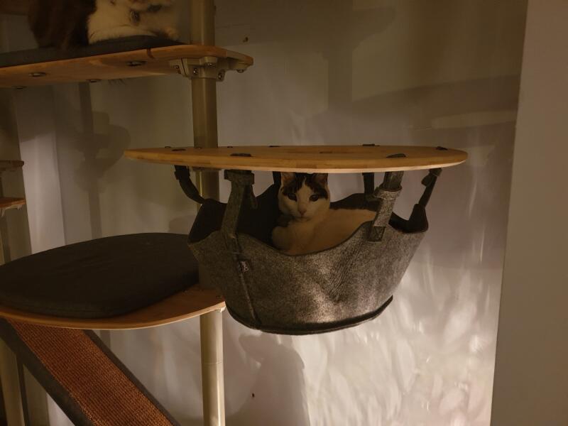 Un chat dans le panier de son arbre à chat d'intérieur