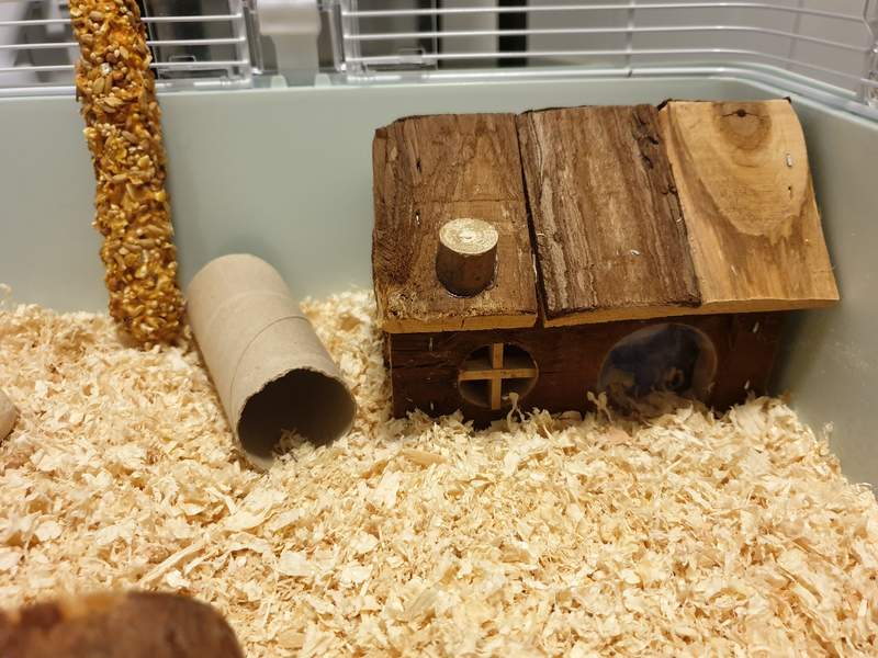 A small wooden house in a hamster cage with sawdust on the floor