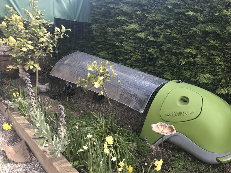an eglu classic in a garden with a run attached with a cover
