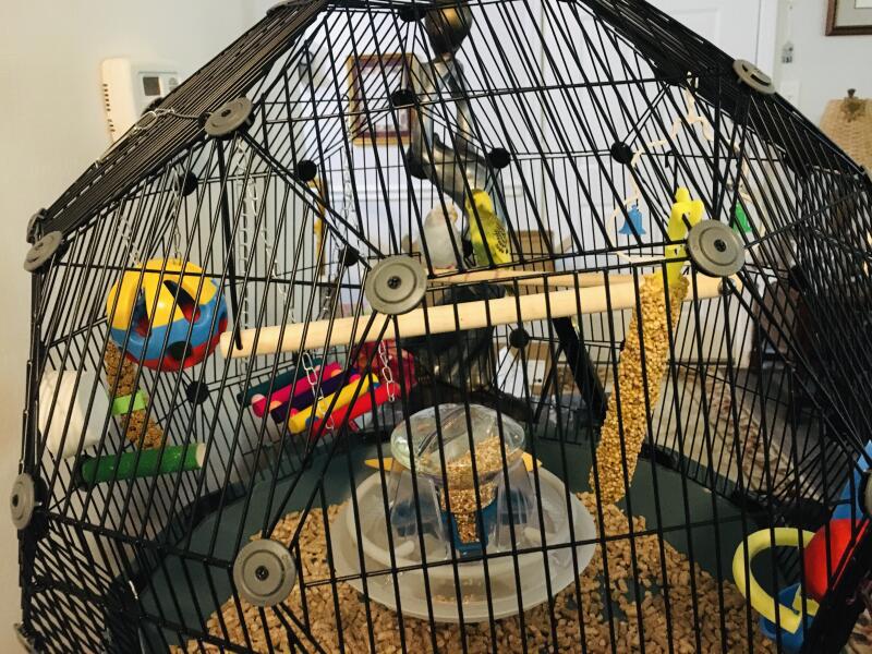 Deux oiseaux dans leur cage noire avec plusieurs accessoires