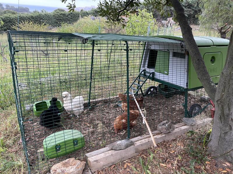 Omlet green Eglu Cube large chicken coop and run