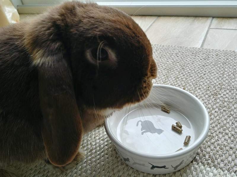 Kanin spiser fra skål
