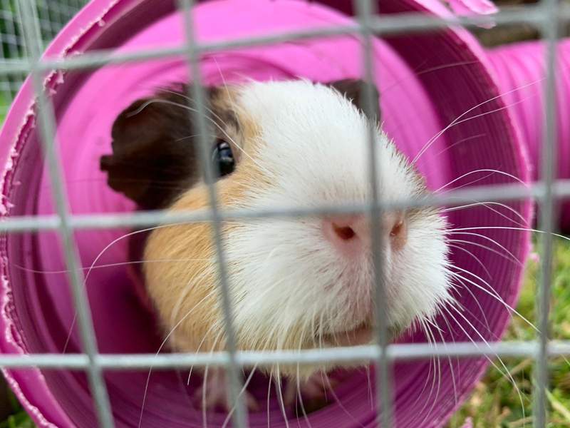 My lovely Cappuccino is very inquisitive and loves to explore - the tunnel keeps her occupied ? 