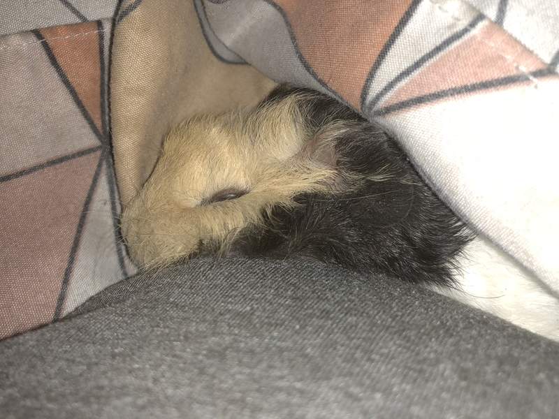 a baby guinea pig lying under a blanket on a sofa