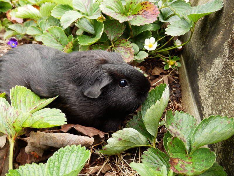 a dark guinea pig stood in a garden amongst plants and a stone