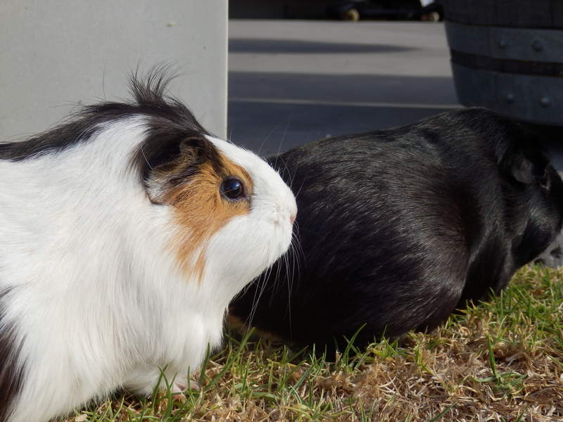 two guinea pigs in a garden, there is one black and one white with black and orange spots