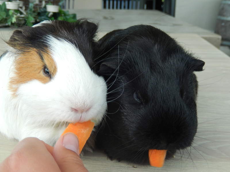 two small guinea pigs eating carrots one is black and one is white
